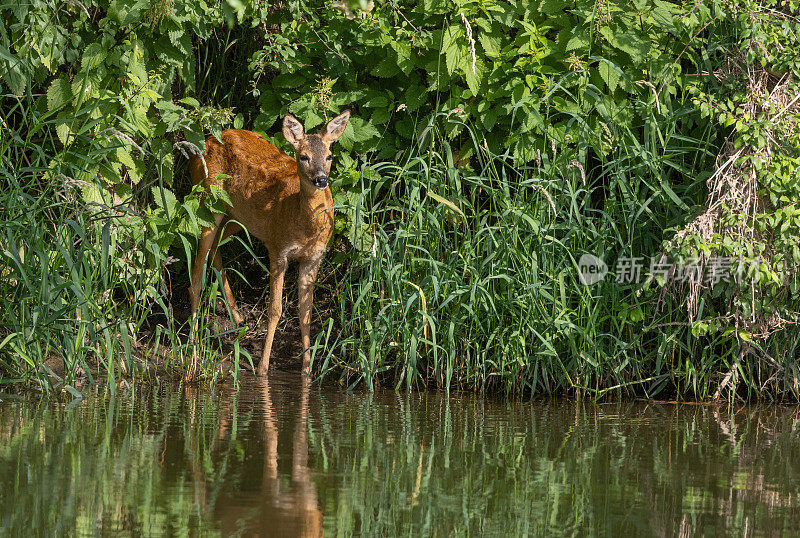 雌狍子(Capreolus Capreolus)